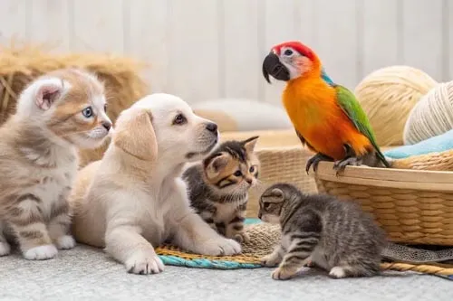 Звуки животных