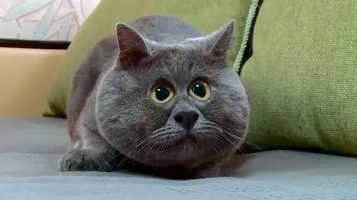 Звуки кошек