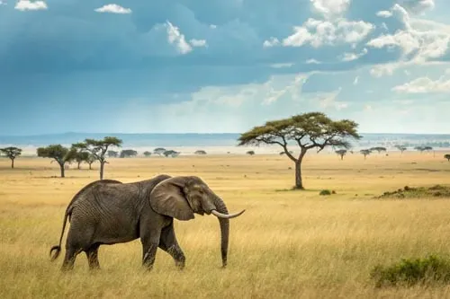 Звуки слона